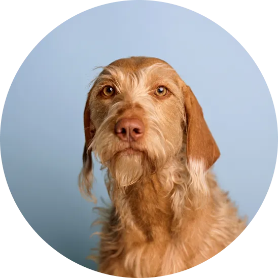 Bürohund Juna